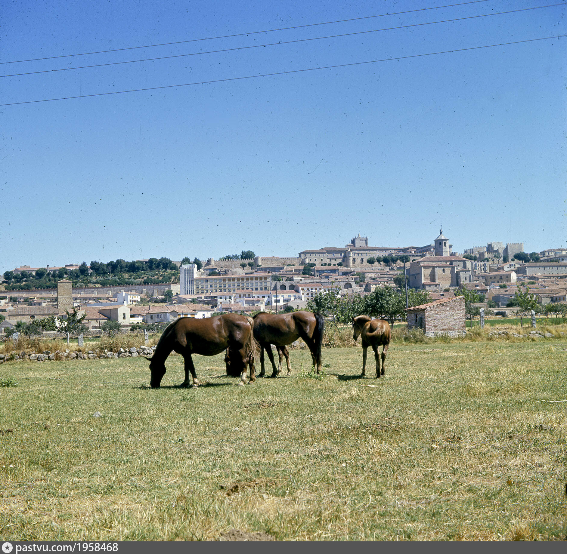 Avila, Caballos en las eras