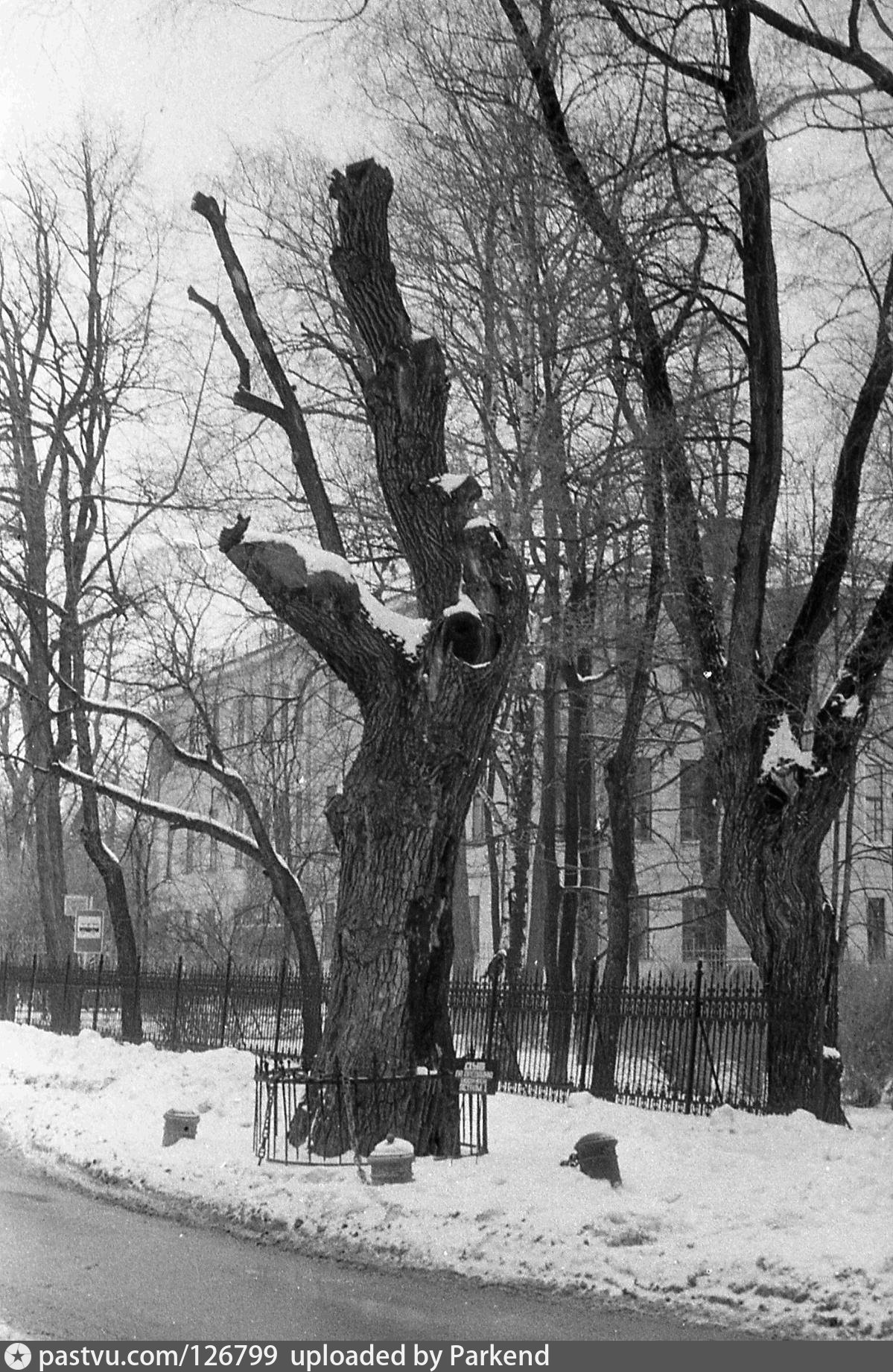 Дуб петра. Дуб Петра 1 на Каменном острове. Дуб Петра 1 в Санкт-Петербурге. Дуб Петра первого в СПБ. Дуб Петра на Каменном острове СПБ.