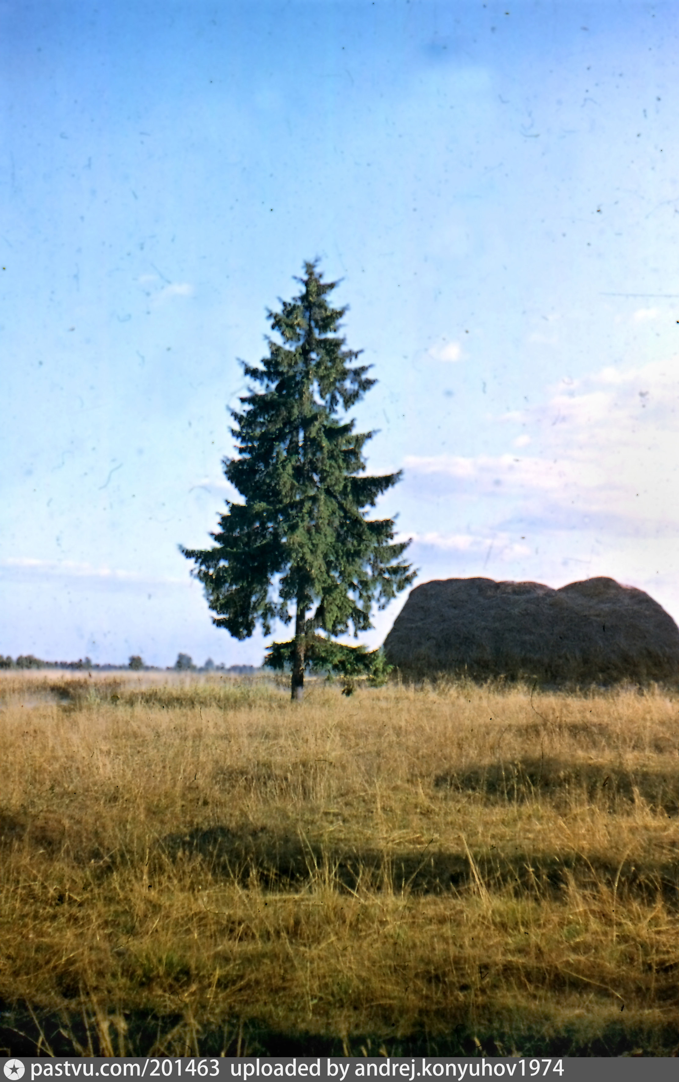 Полей елей. Ель в поле. Елка в поле. Большая ель в поле. Елочные поля.