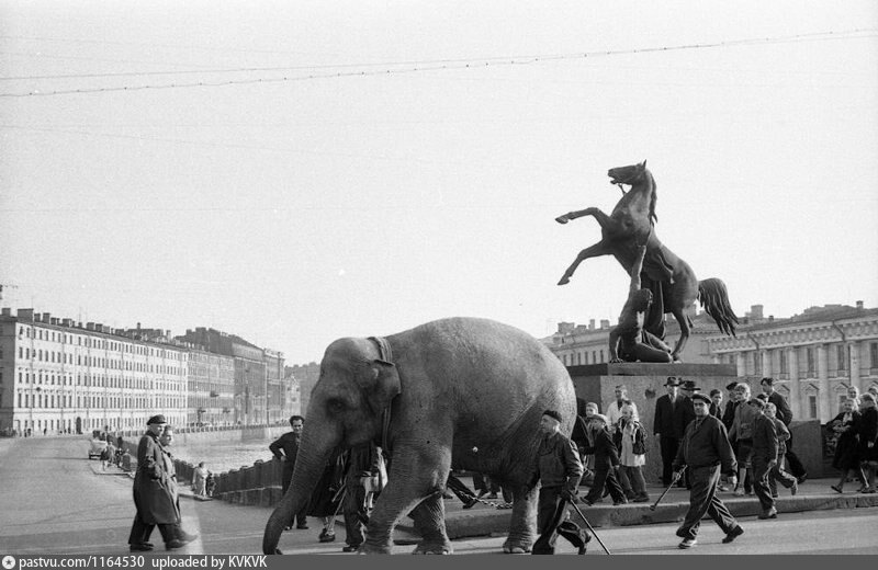 Ленинград большая и толстая. По улицам слона водили Евзерихин. Слоны на Невском проспекте. Слоны в Петербурге.
