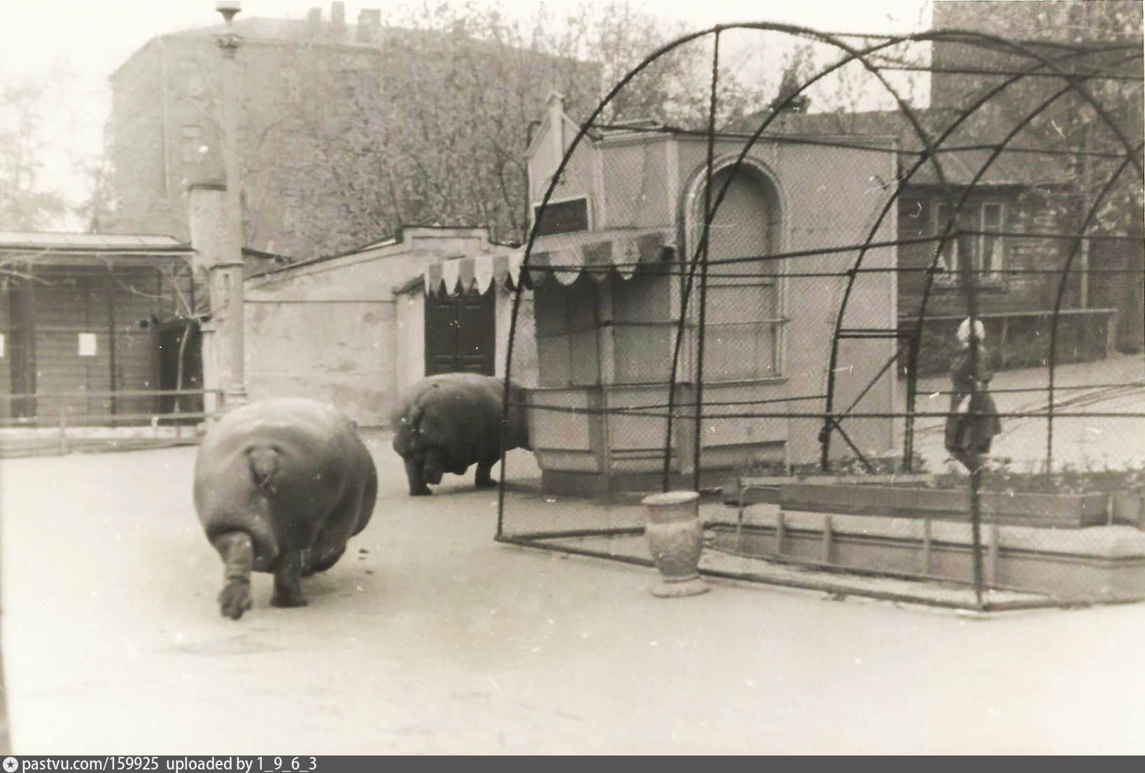 Московский зоопарк старые фотографии