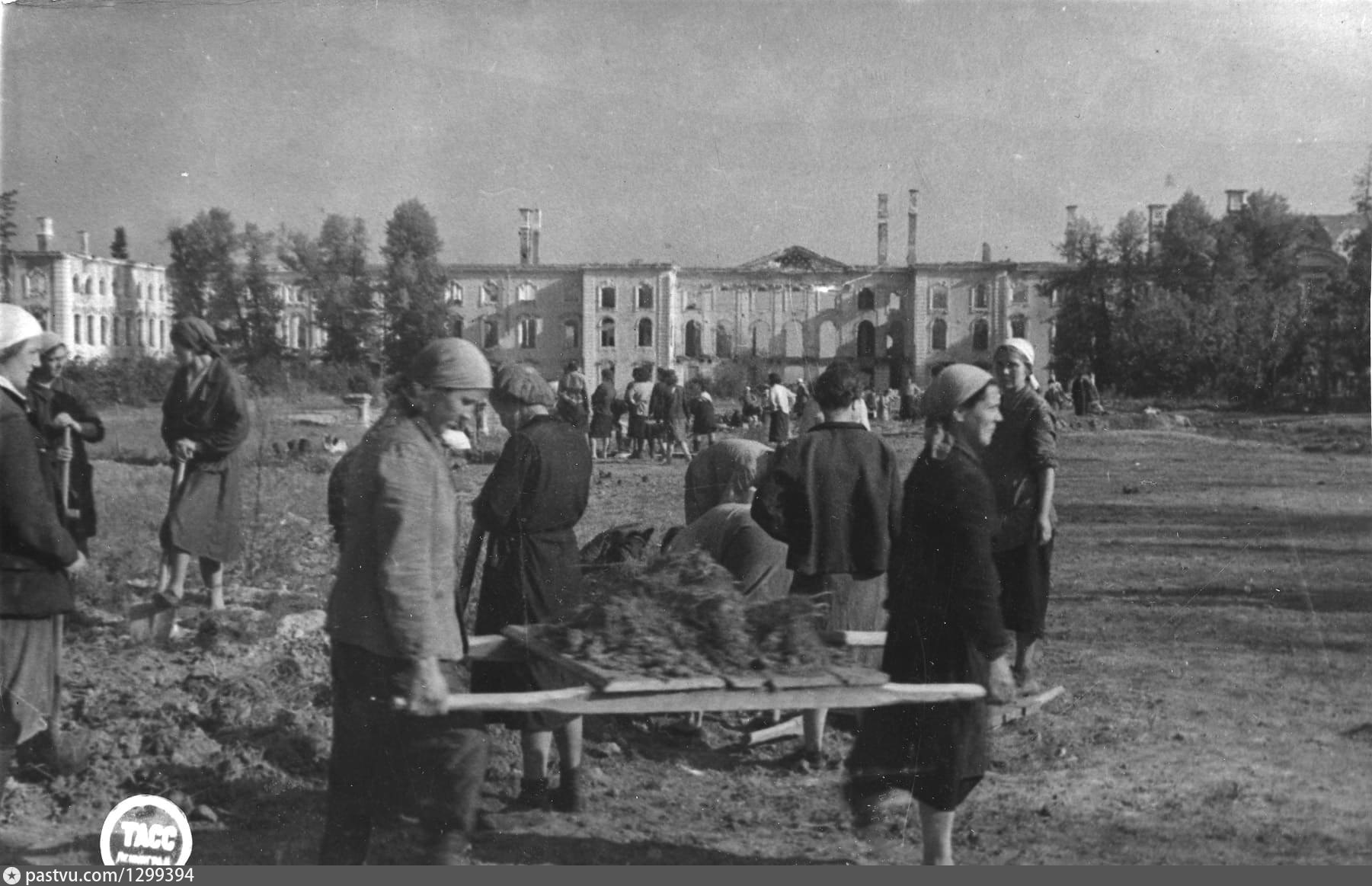 Служба после войны. Петергоф после Великой Отечественной войны. Восстановление Петергофа после Великой Отечественной войны. Петергоф 1944. Петергоф в блокаду Ленинграда.