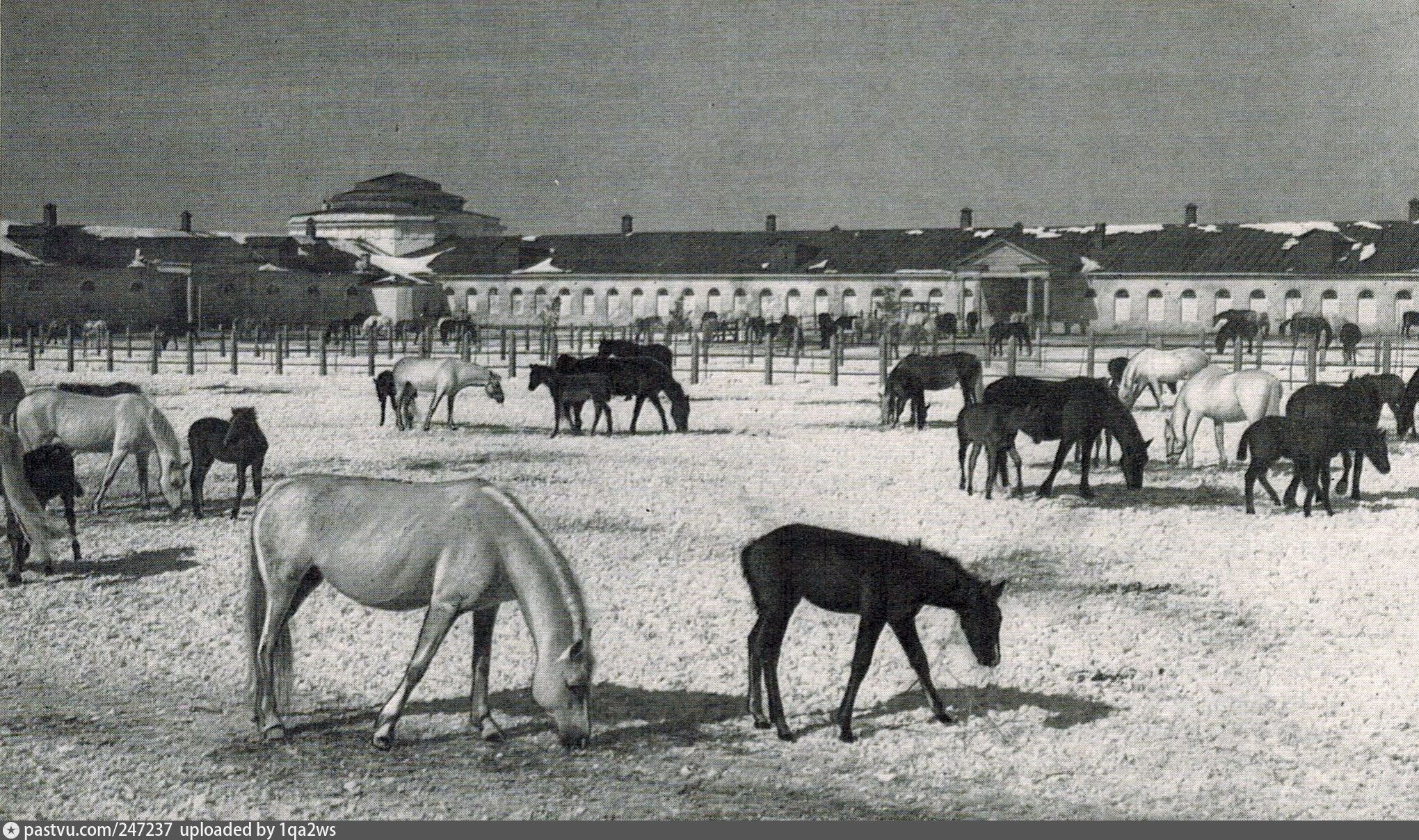 Хреновской конный завод 18 век