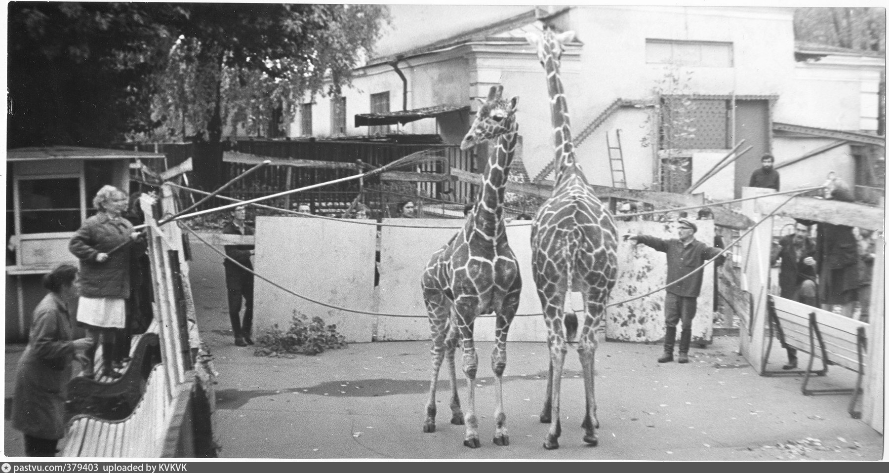 московский зоопарк в 19 веке