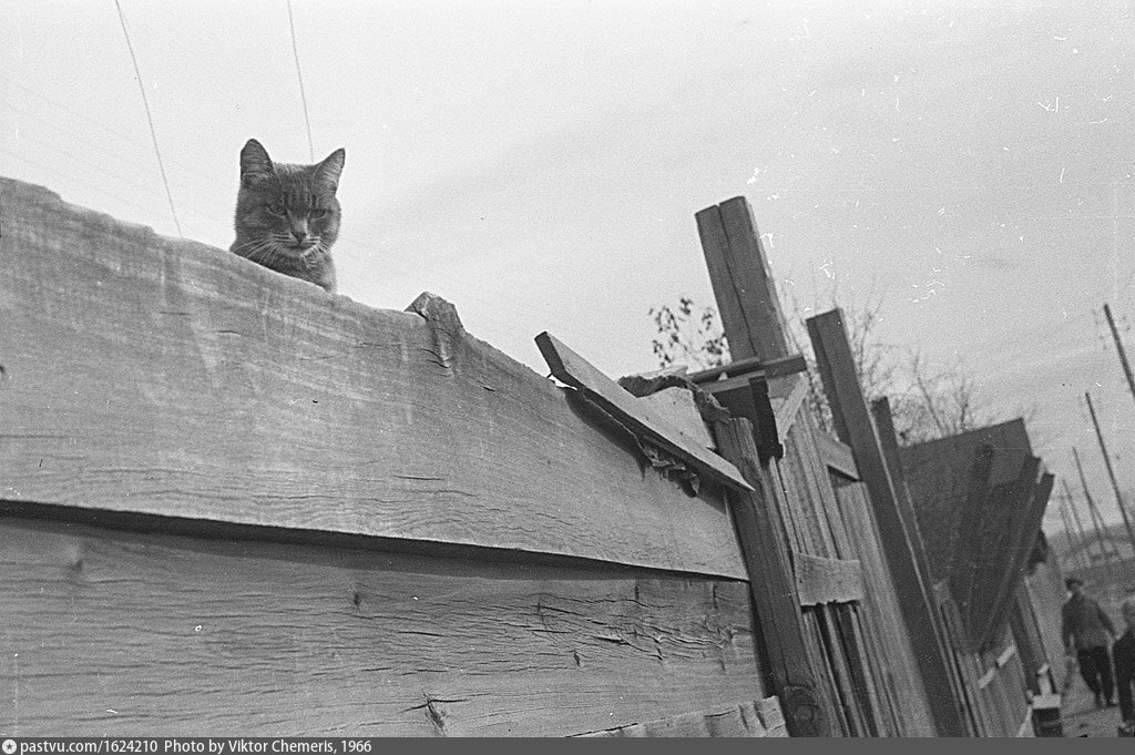 Котик на заборе 0791
