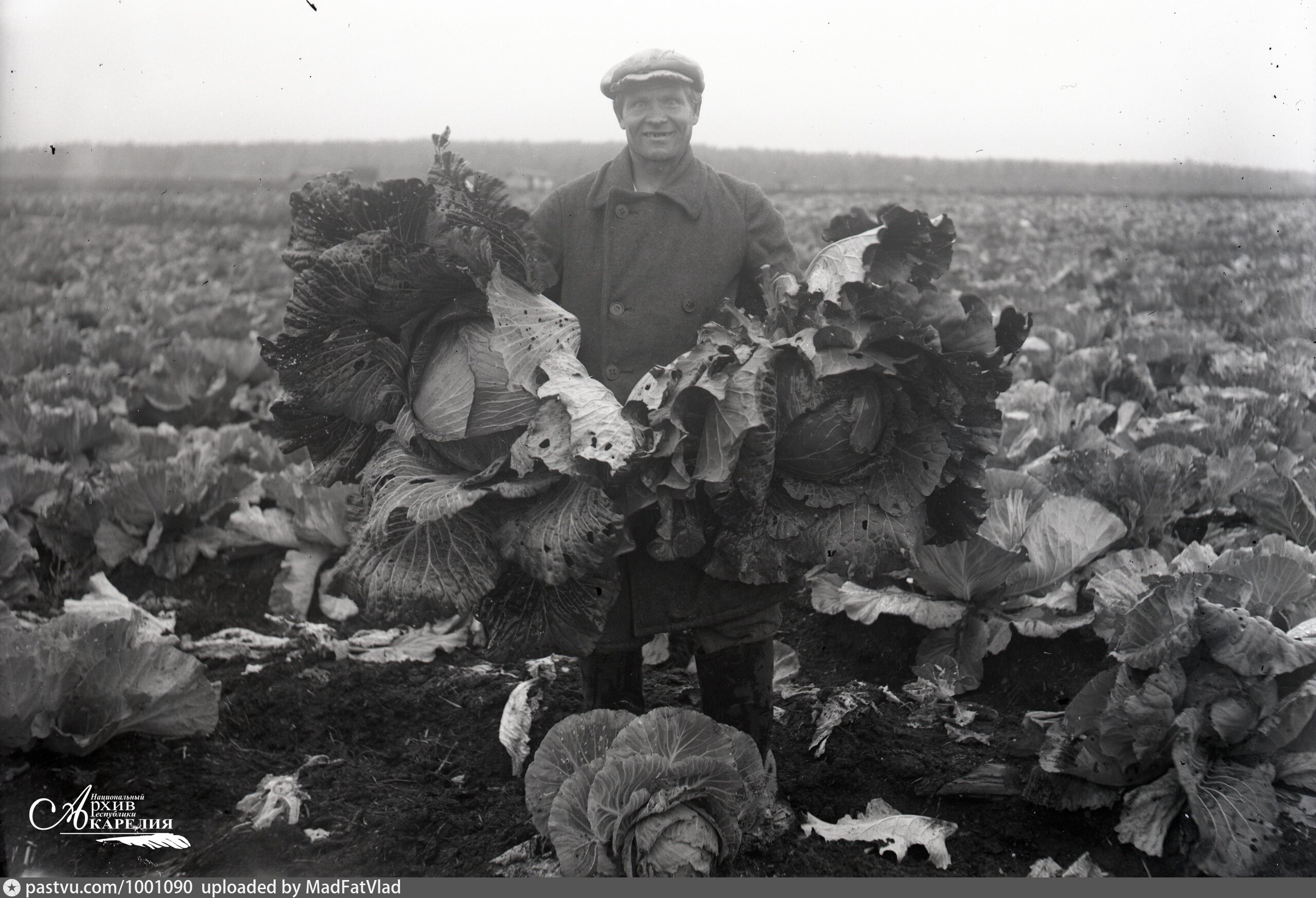 Колхоз и совхоз. Карелия 1940 колхоз. Совхоз 1930. Поля Совхоз. Капуста поле колхоз.