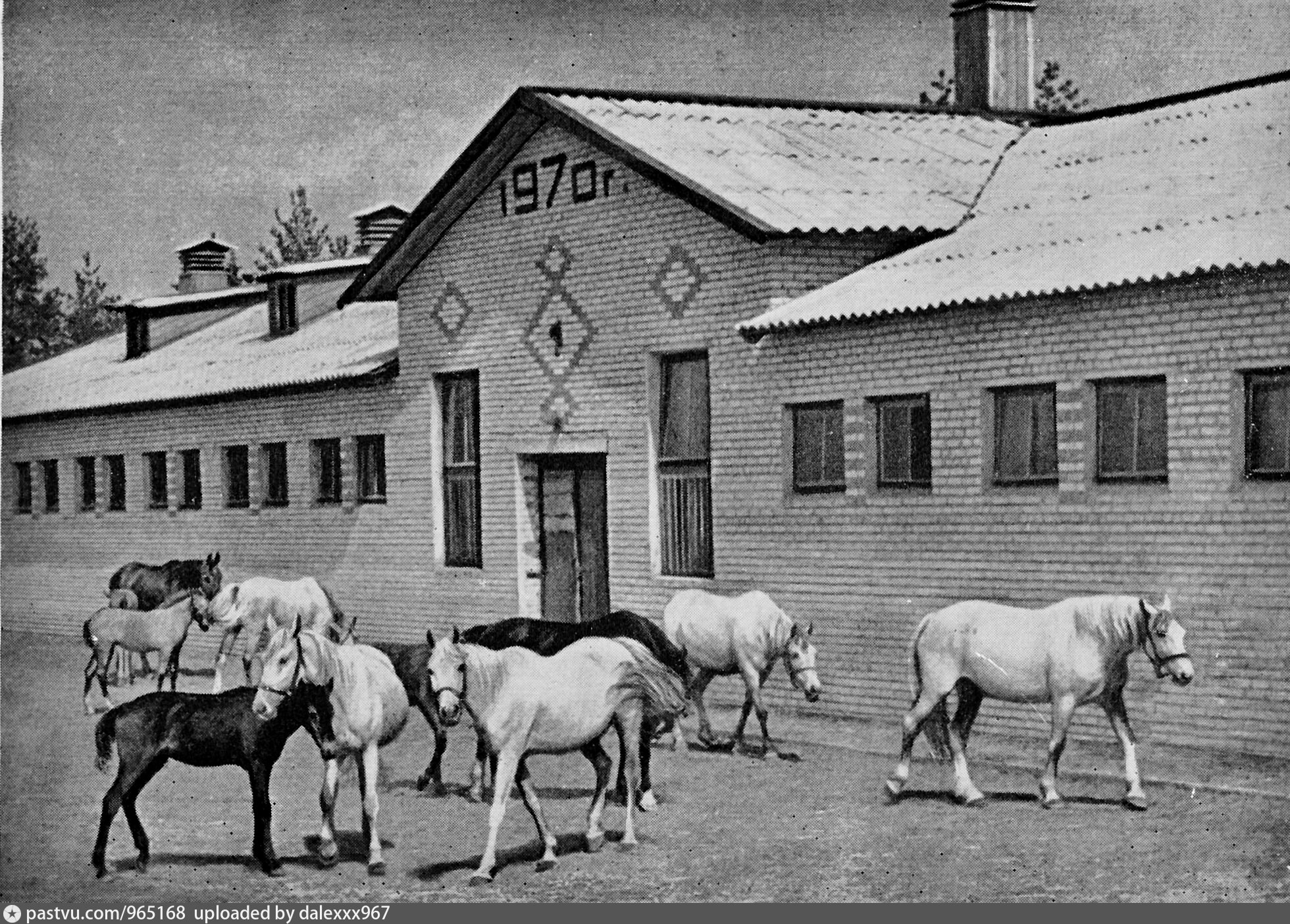 Старожиловский конный завод фото