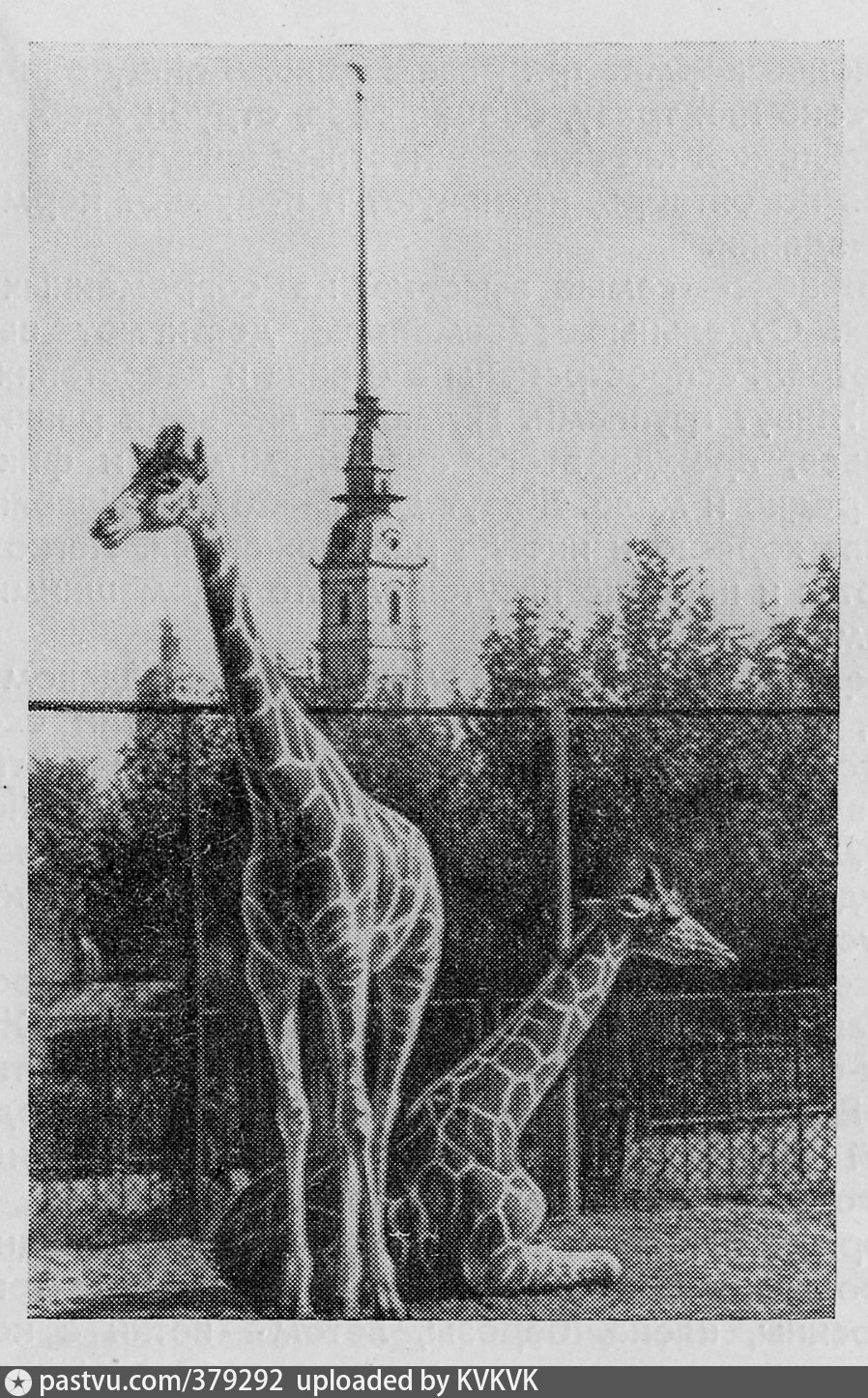 Зоологический сад в Санкт-Петербурге в 19 веке
