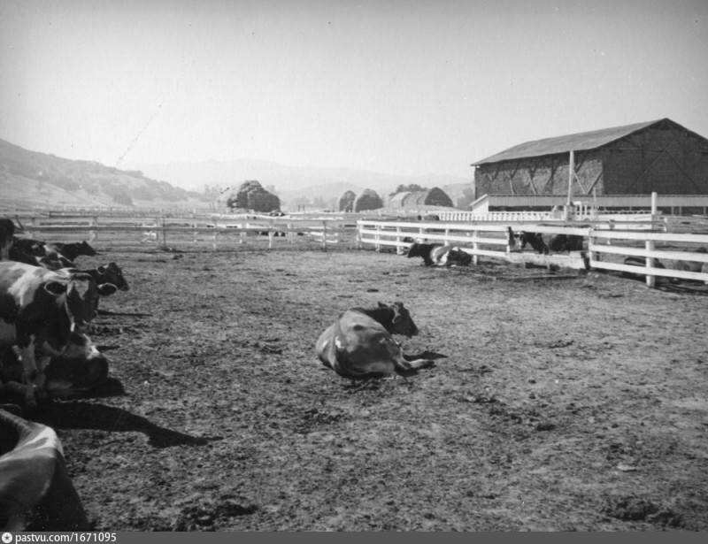 Guernseys at Adohr Stock Farm