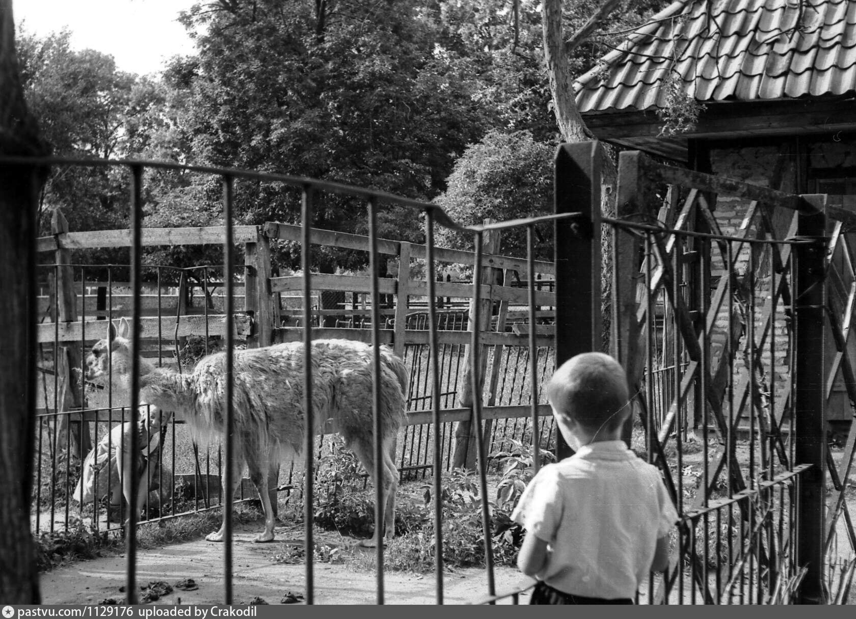 Советский зоопарк. Калининградский зоопарк Калининград. Калининградский зоопарк СССР. Калининград зоопарк СССР. Калининградский зоопарк 80е годы.