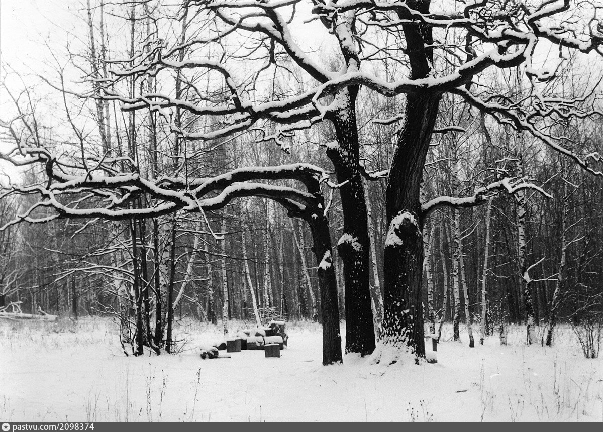 Как погибла Тартария? Часть 3а. "Реликтовые" леса. Старые фотографии, Историческ