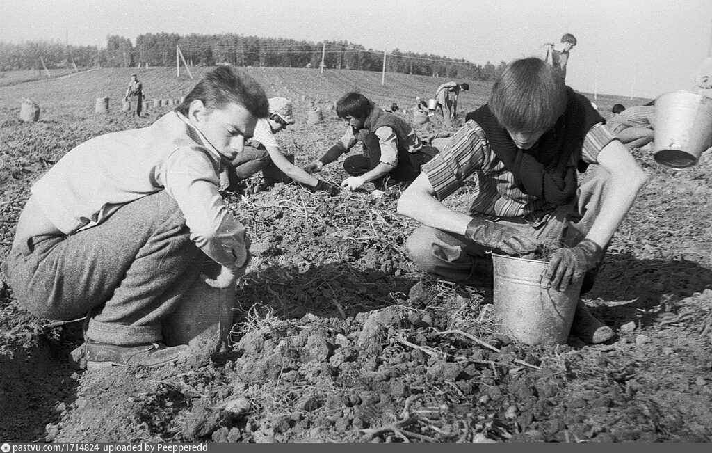 Время собирать картофель. Советские школьники на картошке. Школьники на уборке картофеля. Уборка картофеля в СССР. Советские студенты на картошке.