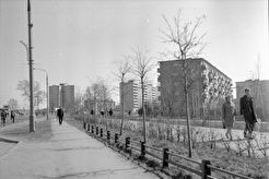 Молодые липы вдоль улицы Гагарина (1970)