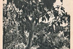 У минерального источника у Раздана. Арзни. Արզնի:  ܐܵܪܙܢ (1960)
