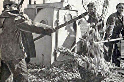 В рыбколхозе "Волна Революции" (1960)