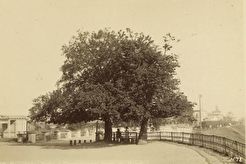Липы на набережной Волги (1880)