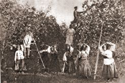 Ясная Поляна. Сбор яблок (1887)