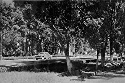 Братская улица (1960)