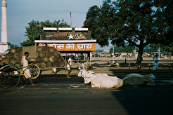 Cattle lying in the road in Calcutta (Kolkata) (1964)