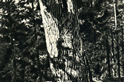 Любимая липа Лермонтова (не сохранилась) (1914)