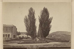 Тополиная аллея (1880)