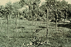 Таковски грмић (1900)