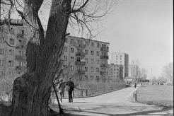 Старое дерево оставшееся от деревни Колонец (1970)