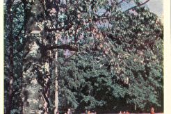 На улице города (1962)