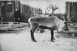 Олени у дома № 38 по улице Маяковского (1960)