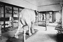 Museu Nacional (1903)