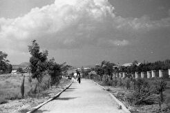 Кипарисовая аллея (1960)