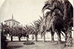 Sevilla. Palmeras de los jardines de San Telmo (1870)