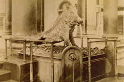 Loggia di Mercato Nuovo. La Fonte col cignale in bronzo, detta del porcellino. (1852)