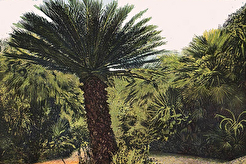 Palme na Lokrumu (1910)