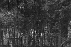 Бамбуковая "роща" Ботаническом саду (1960)