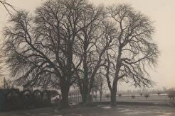 Die drei Kastanien vor dem Tore, Zons (1903)