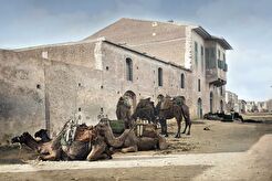 Camel Caravan near the house of the British Commissioner, Main Street, Limassol (1878)