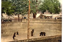 Bear pit (1890)